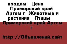 продам › Цена ­ 750 - Приморский край, Артем г. Животные и растения » Птицы   . Приморский край,Артем г.